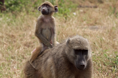 A Mother & Baby Baboon (Grant Peters)  [flickr.com]  CC BY 
Informations sur les licences disponibles sous 'Preuve des sources d'images'