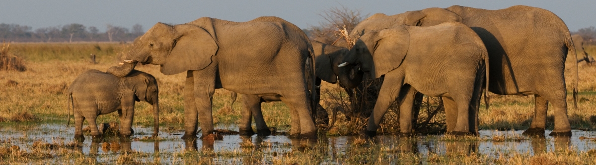 Elephants (Malcolm Macgregor)  [flickr.com]  CC BY 
Informations sur les licences disponibles sous 'Preuve des sources d'images'