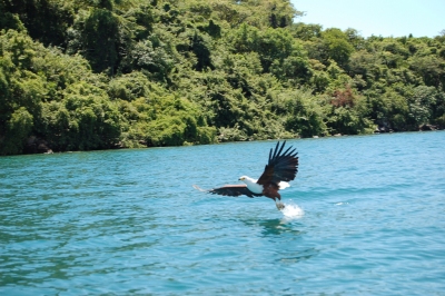 Fish Eagle, Lake Malawi (Joachim Huber)  [flickr.com]  CC BY-SA 
Informations sur les licences disponibles sous 'Preuve des sources d'images'