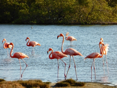 Flamengos at the mangroves (Bonaire 2014) (Paul Arps)  [flickr.com]  CC BY 
Informations sur les licences disponibles sous 'Preuve des sources d'images'