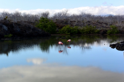 Flamingos on Santa Cruz Island in the Galapagos Islands (John Solaro (sooolaro))  [flickr.com]  CC BY-ND 
Informations sur les licences disponibles sous 'Preuve des sources d'images'