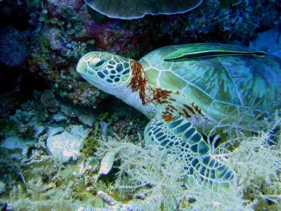 Hawksbill Turtle, Clarence's Wall, Palau (Matt Kieffer)  [flickr.com]  CC BY-SA 
Informations sur les licences disponibles sous 'Preuve des sources d'images'