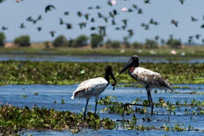 Jabiru | Garzón Soldado (Jabiru mycteria) (Fernando Flores)  [flickr.com]  CC BY-SA 
Informations sur les licences disponibles sous 'Preuve des sources d'images'