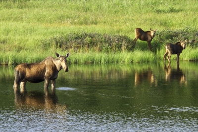 Moose Cow and Calves (Denali National Park and Preserve)  [flickr.com]  CC BY 
Informations sur les licences disponibles sous 'Preuve des sources d'images'