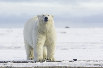 Polar Bear Pose (Anita Ritenour)  [flickr.com]  CC BY 
Informations sur les licences disponibles sous 'Preuve des sources d'images'