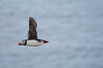 Puffin caught in flight (Stig Nygaard)  [flickr.com]  CC BY 
Informations sur les licences disponibles sous 'Preuve des sources d'images'