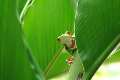 Red Eyed Tree Frog (vincentraal)  [flickr.com]  CC BY-SA 
Informations sur les licences disponibles sous 'Preuve des sources d'images'