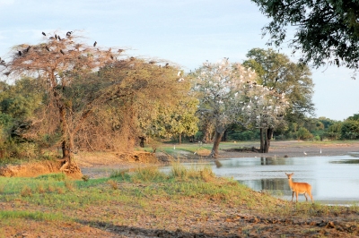 South Luangwa National Park, Zambia (Joachim Huber)  [flickr.com]  CC BY-SA 
Informations sur les licences disponibles sous 'Preuve des sources d'images'